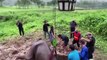 #OMG - Mamá elefante es salvada con RCP; sufrió ataque al ver caer a su bebé en un hoyo