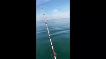 Un pescador se queda atónito cuando un tiburón naufraga frente a su barco en la costa de Gales