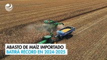Abasto de maíz importado batirá récord en 2024-2025