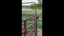 Pasando el rato con los burros en una hermosa tarde de Texas