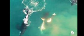 #Video muestra cómo tres orcas persiguen y matan a tiburón blanco