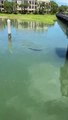 #OMG: Caimán rodeado por tiburones