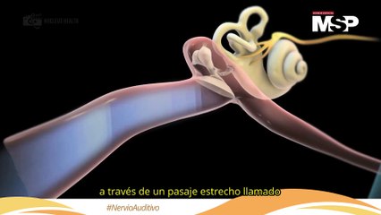 Nervio auditivo: ¿Cómo se convierten las ondas sonoras en lo que escuchamos? - #MSP