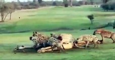 #OMG: Los golfistas dejan de jugar mientras leones y hienas se pelean por una jirafa muerta