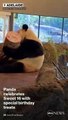 Panda celebra sus 16 años con regalos especiales de cumpleaños