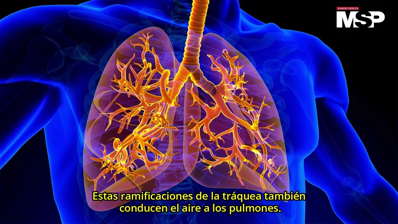 ¿Cuántos órganos tiene el cuerpo humano y cómo funcionan? - #ExclusivoMSP