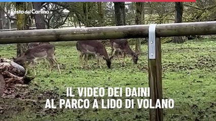 Il video dei daini al parco a Lido di Volano