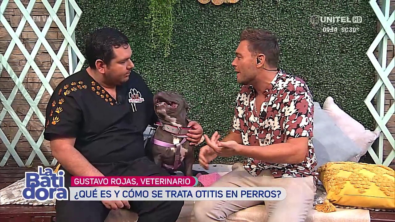 Otitis en los perritos, una afección que se puede prevenir 