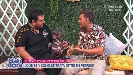 Otitis en los perritos, una afección que se puede prevenir 