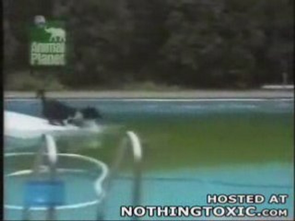 Chien très intelligent
