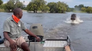 Hyper-aggressive Hippo makes tourists' boating trip memorable with his scary stalker antics