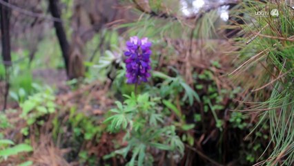 El Parque Nacional Nevado de Colima: un tesoro turístico y ecológico