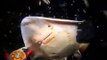 Los buzos sacan el anzuelo de la boca de un tiburón