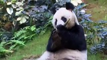 Muere en Hong Kong el panda gigante macho más viejo en cautividad