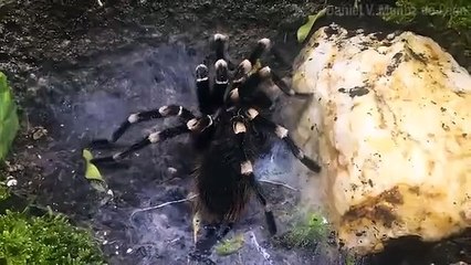 Verdaderos datos: Tarantulas