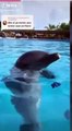 #VIRAL: Delfines imitan el nado de diferentes animales a la perfección
