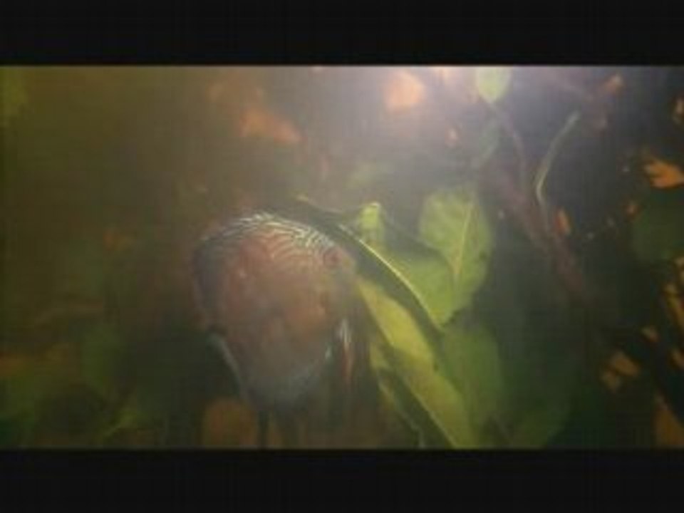 reproduction de discus sauvage en milieux naturel