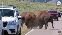 Los bisontes luchadores se enfrentan cerca de los visitantes de Yellowstone