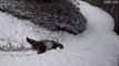 Los pandas gigantes Mei Xiang y Tian Tian disfrutan de la nieve