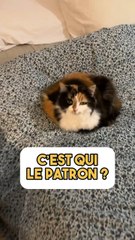 C’est qui le patron ?!