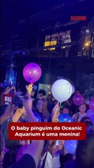 Filhote de pinguim do aquário de BC ganha chá revelação