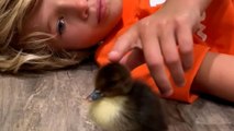 Family Raises Duckling Who Was Rejected By All The Other Ducks