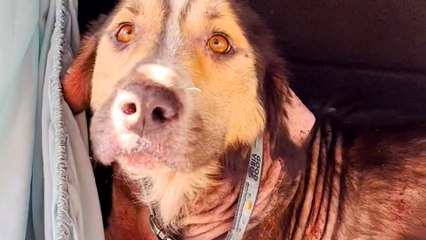 Stray Dog Chooses His Family By Jumping Into Their Car