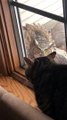 Gato vigila la casa mientras un búho mira por la ventana