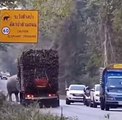 Elefantes aprovechan su derecho al paso y aprovechan a los camiones de caña de azúcar para tomar un bocado