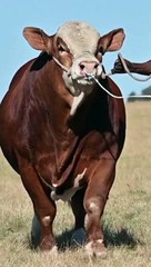 beautiful red cow for qurbani
