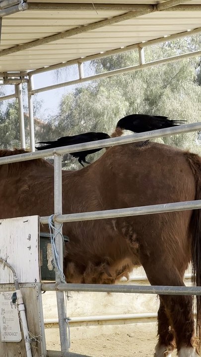 Crows Gather Hair From Shedding Horse