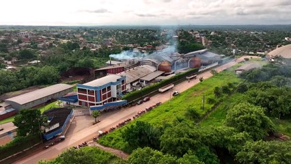 La castaña o nuez amazónica, la otra víctima de la deforestación en Bolivia