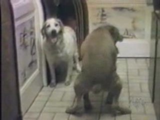 Video Divertenti - Stranezze Sesso Animale