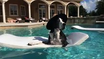 Gran danés relajado se relaja en la piscina sobre su flotador