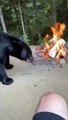 Ataque de un oso canadiense grabado por una cámara