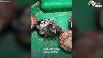 Guy Finds Hermit Crabs Living In Plastic And Offers Them New Shells