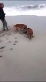 #OMG: Perros atacan a lobo marino en Punta Hermosa #DENUNCIACIUDANA