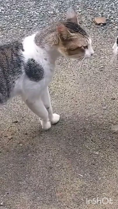 chat