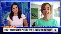 Poblacion de tiburones blancos cerca de Cape Cod a crecido