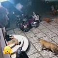 #CCTV: Leopardo ataca a un perro que dormía afuera de casa