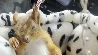 Squirrel Takes a Nap During Drive