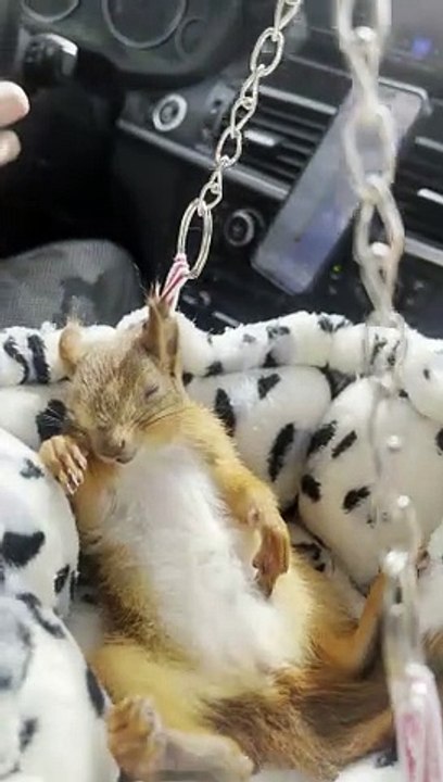 Squirrel Takes a Nap During Drive