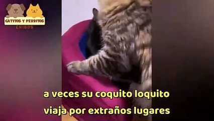 Este es Vivi el Famoso 'Gato Disociado'