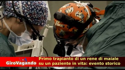 Primo trapianto di un rene di maiale su un paziente in vita