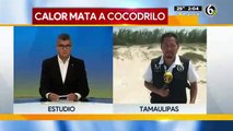 Muere cocodrilo por supuesto golpe de calor en Tamaulipas