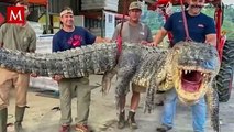 Capturan cocodrilo gigante de casi 400 Kilos: Récord impresionante
