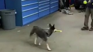 bella Dog Playing Cricket funny dog 
