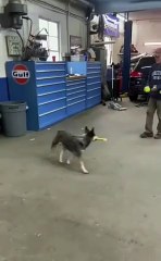 bella Dog Playing Cricket funny dog 