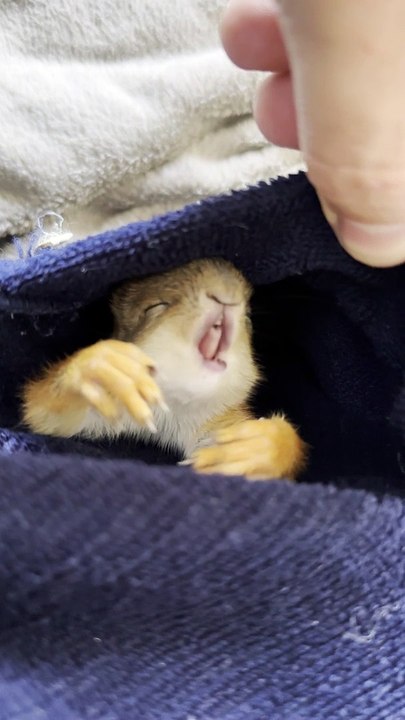 Little Squirrel Gives a Big Yawn