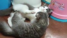 Cream O and Oreo